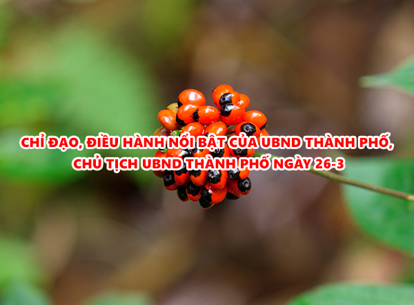 Video: Chỉ đạo, điều hành nổi bật của UBND thành phố, Chủ tịch UBND thành phố ngày 26-3