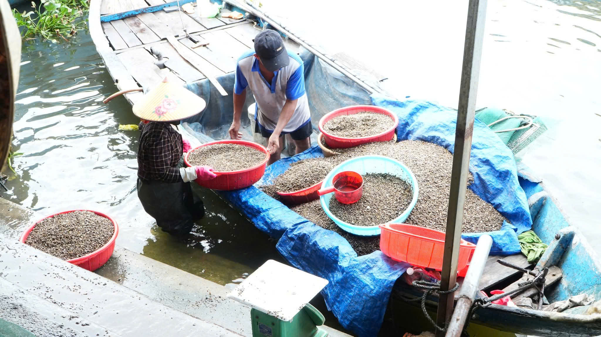 Làng nghề hến Tân Phú bên dòng Trường Giang