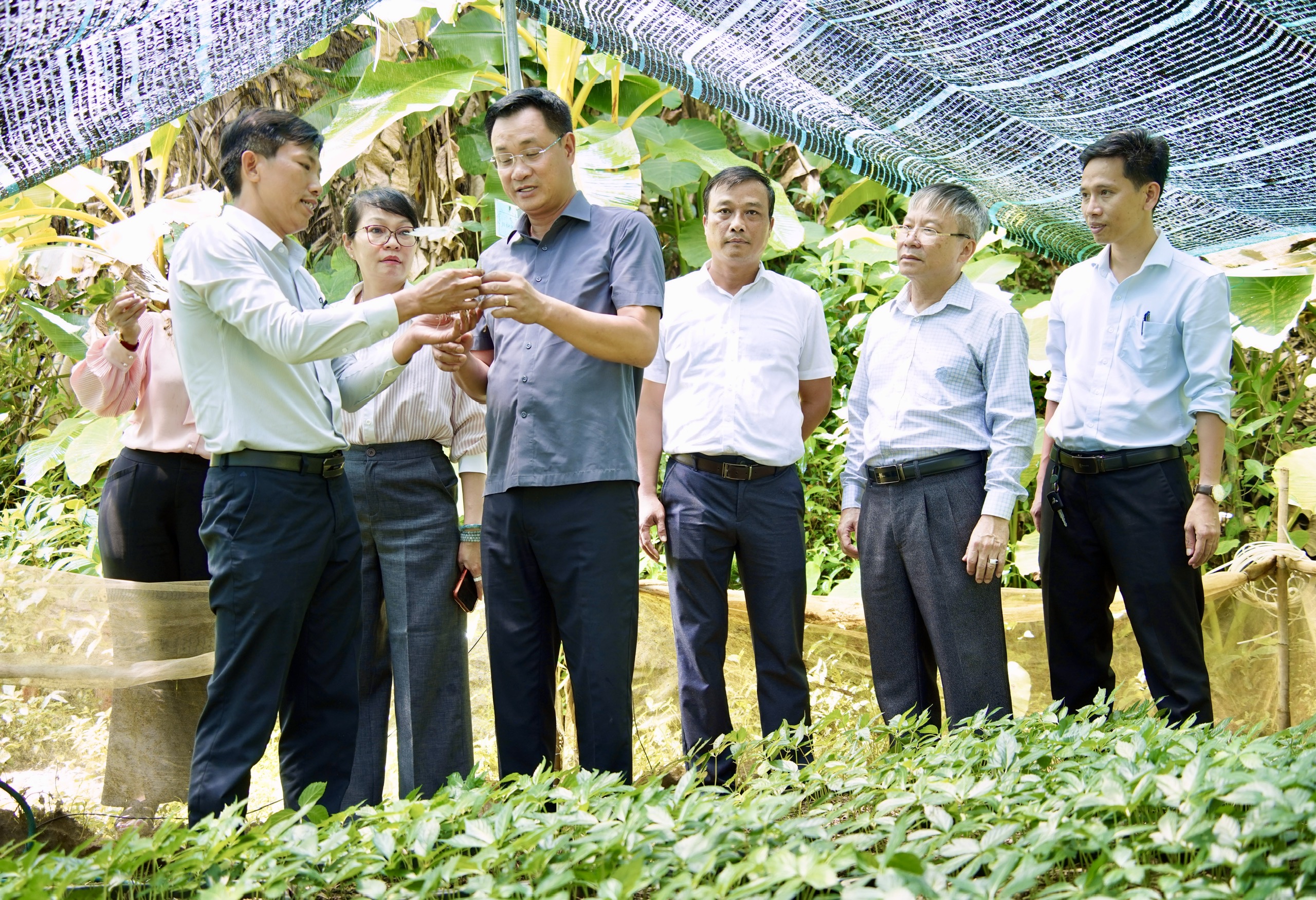 Bí thư Thành ủy Lê Ngọc Quang thăm, khảo sát vùng trồng Sâm Ngọc Linh tại xã Trà Linh