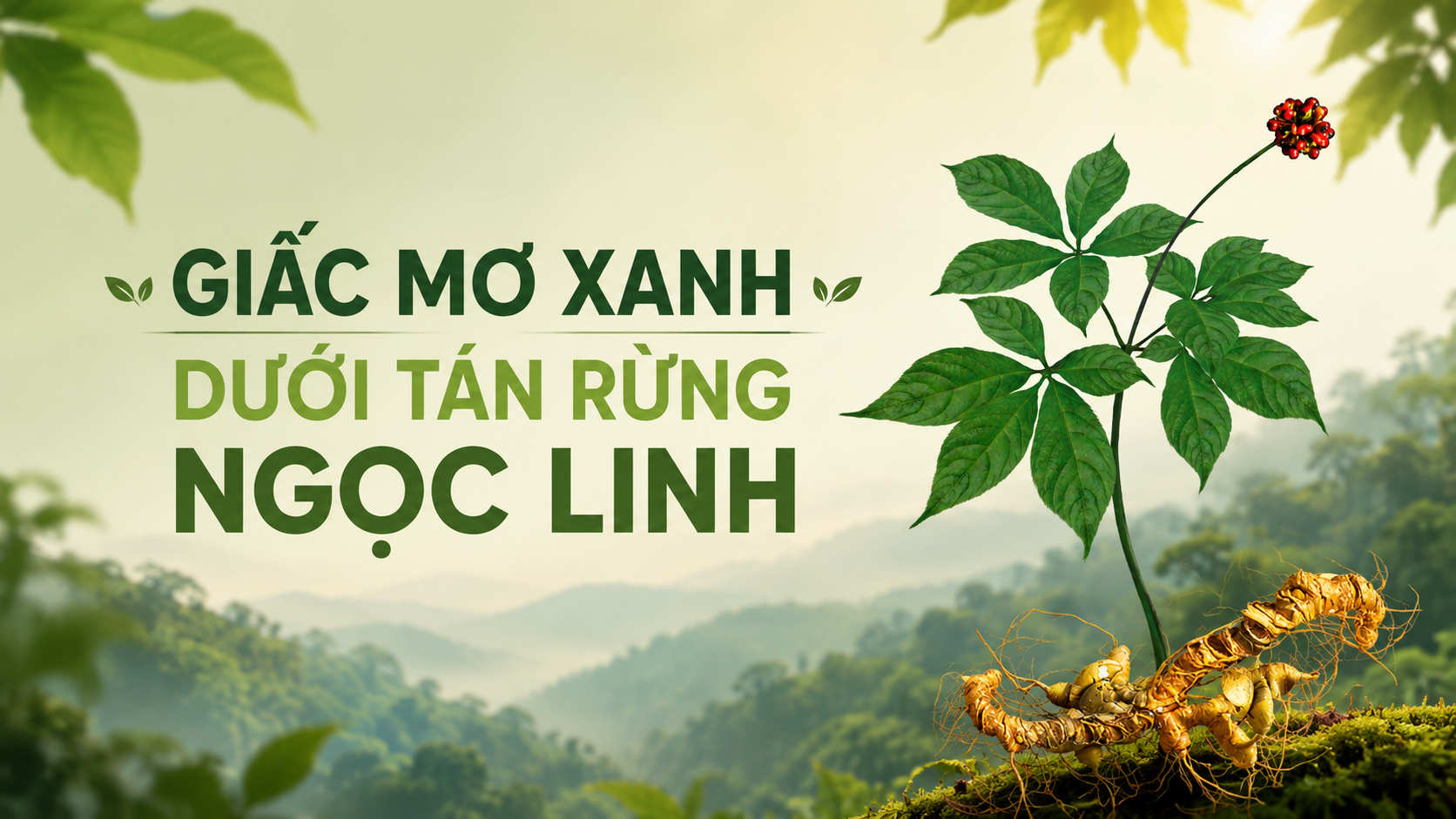 Podcast: Giấc mơ xanh dưới tán rừng Ngọc Linh